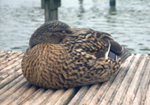 Ente