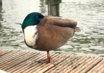 Ente